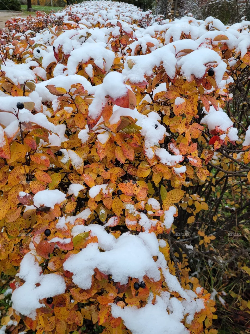 snow