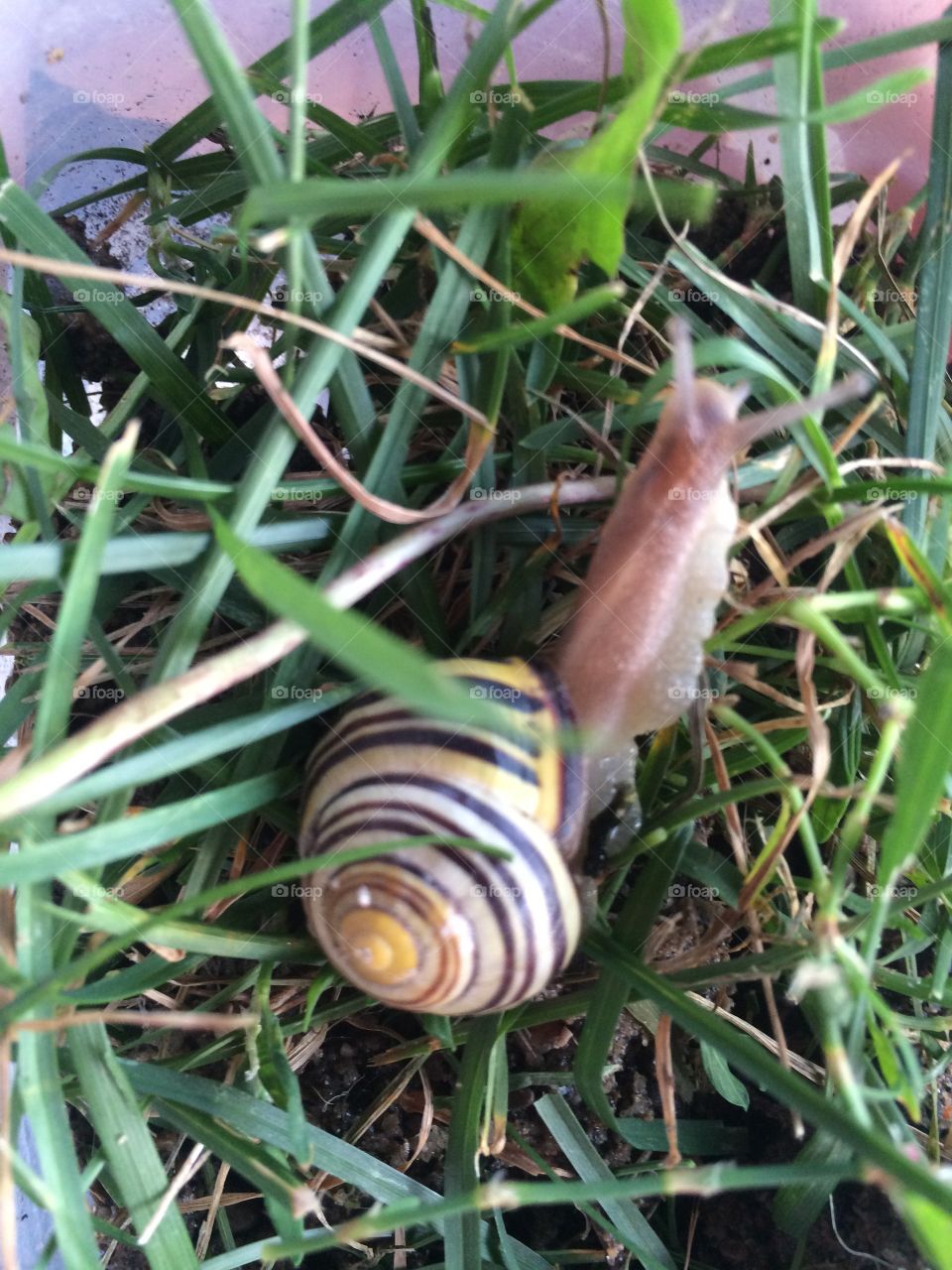 Snail slug