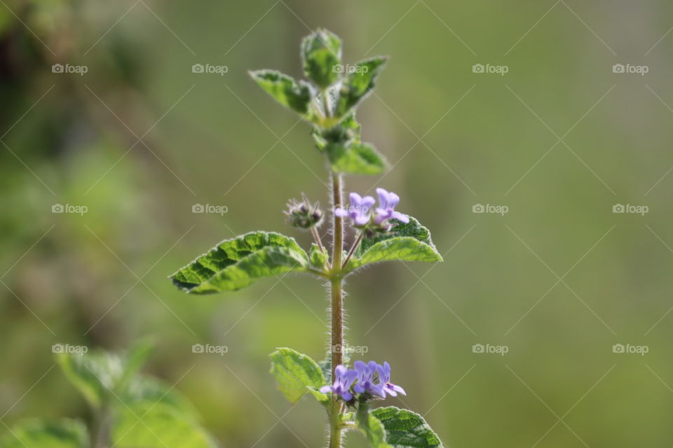 Green graas with purple flowers. very small flowers, size 3 mm