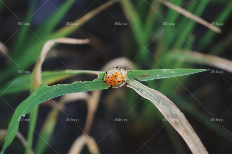An orange bug is eating the grass. This action is called herbivory.