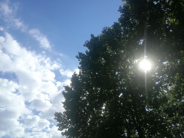 Trees