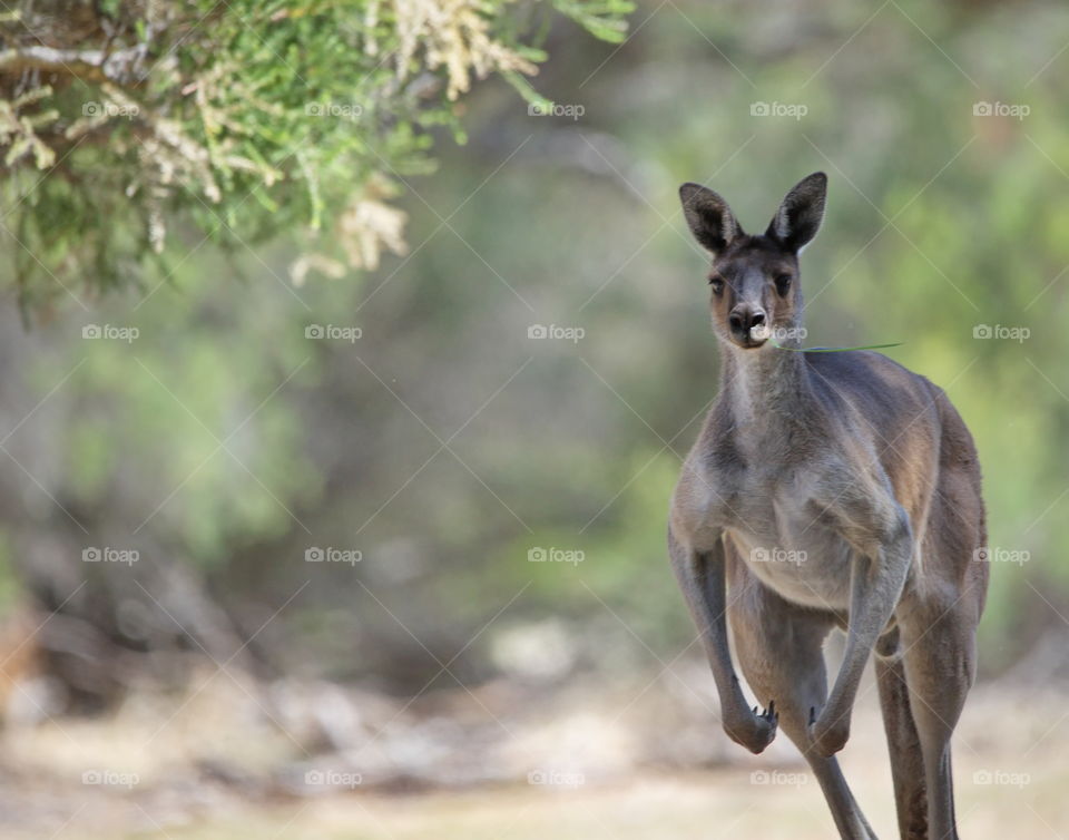 Kangaroo in the wild