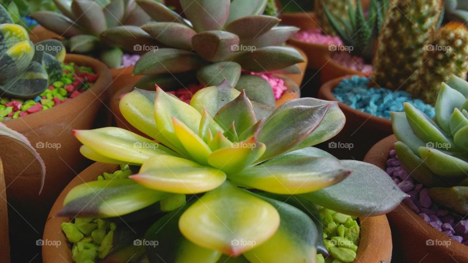 cactus and succulent collections