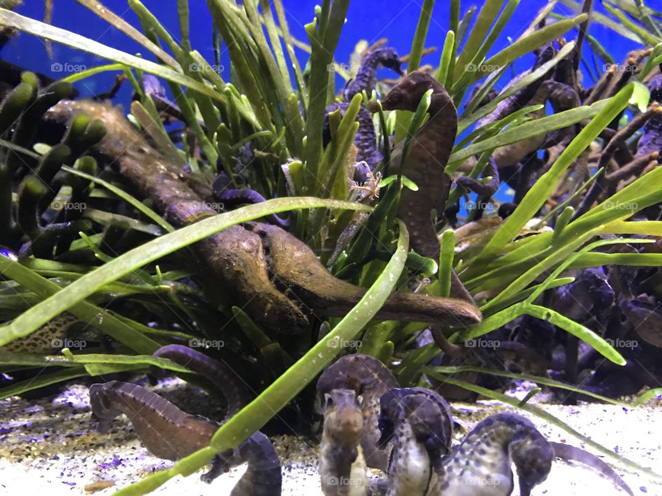 Underwater kingdom. Complete with horses. These magnificent seahorses decorate our ocean floor