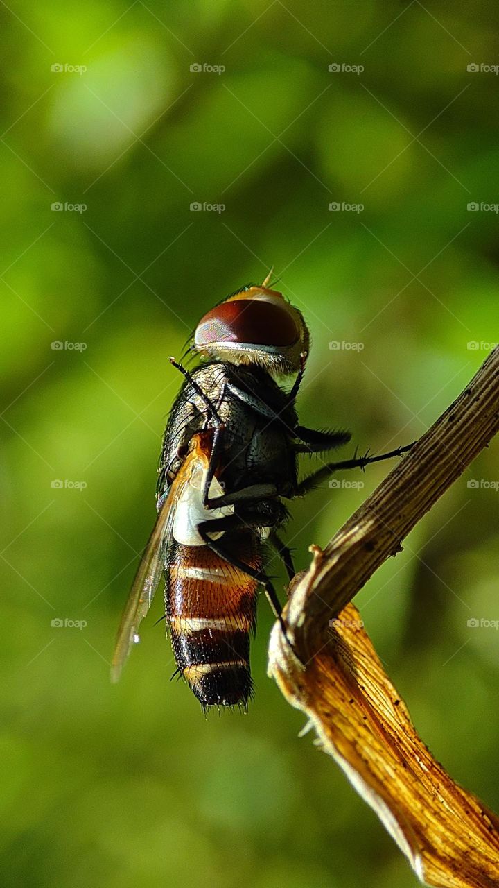 fly cleaning his feets