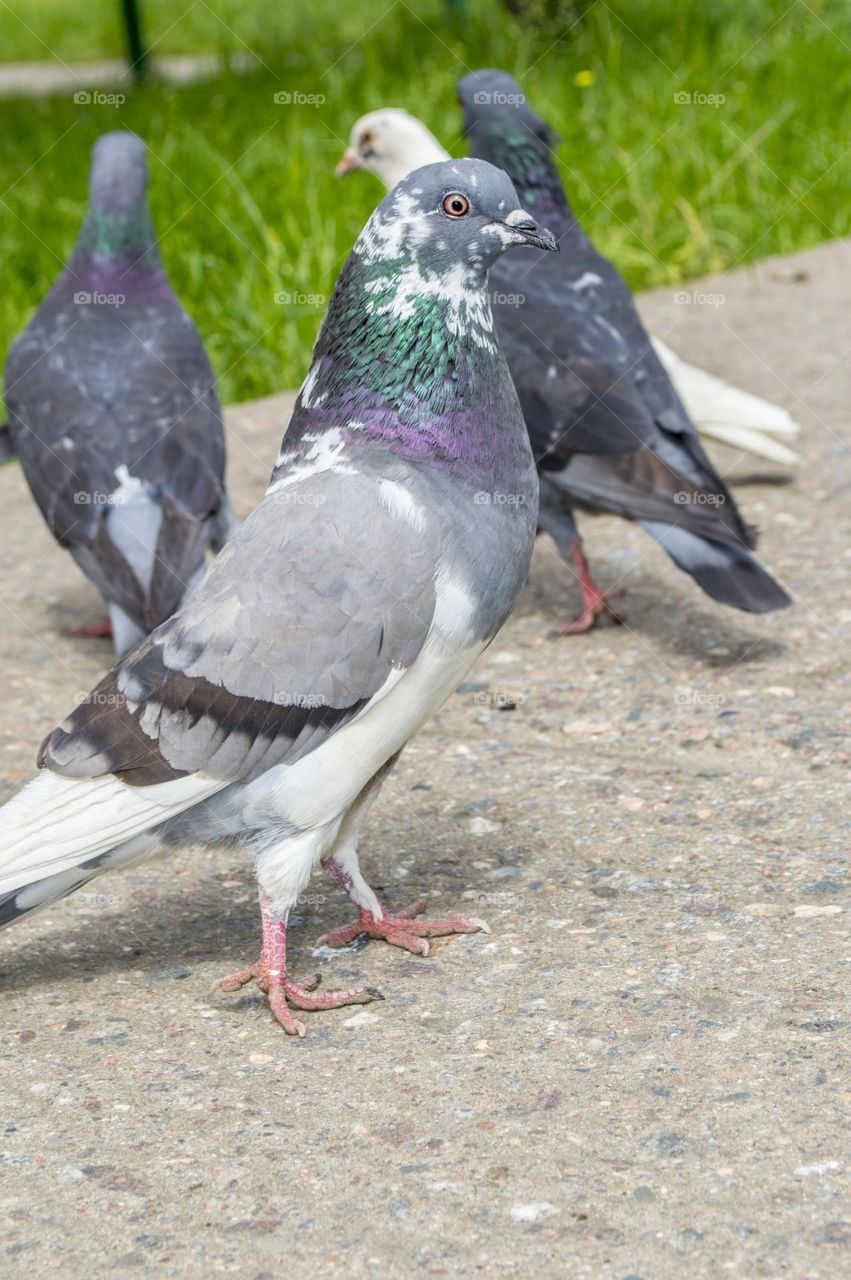 Pigeons