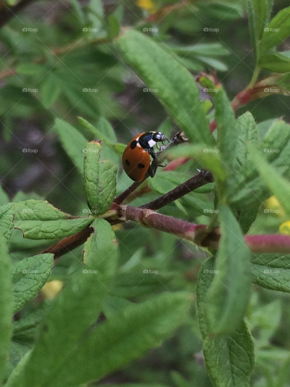 Lady bug