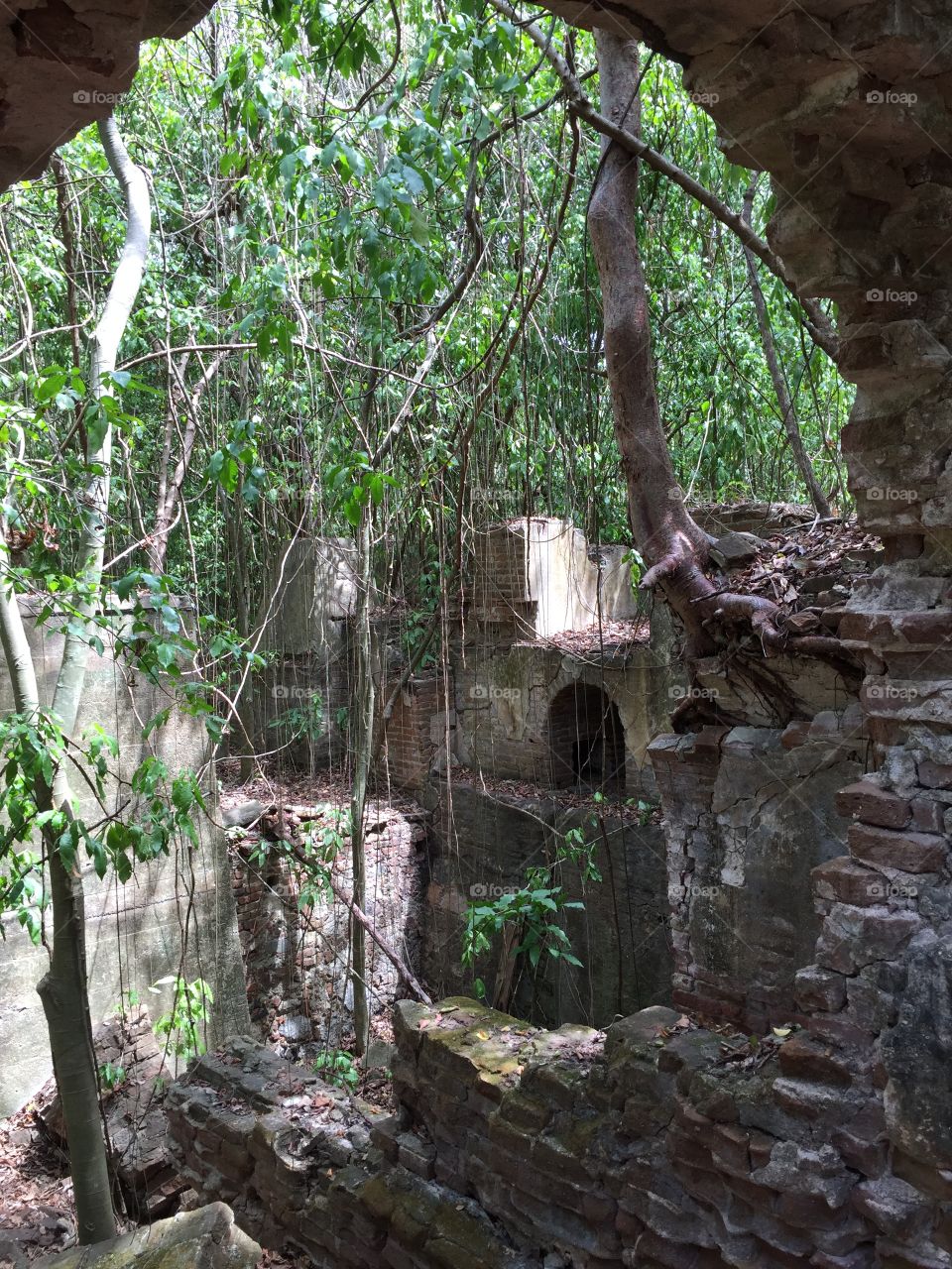  Central Playa Grande Sugar Mill ruins. Vieques, PR