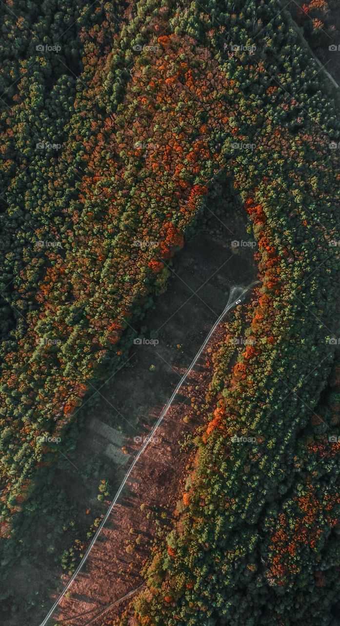 Car in the autumn forest