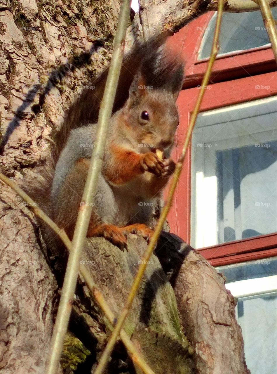 A squirrel sits on the branches of a tree and gnaws on a nut.  In the background, the wooden frame of the window of the house