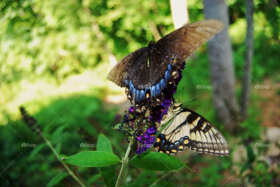 Butterflies on flower