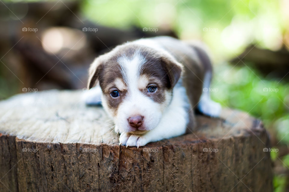 Human can express artificial emotions.But not animals.Puppy with sad face.This is what called pure emotion.