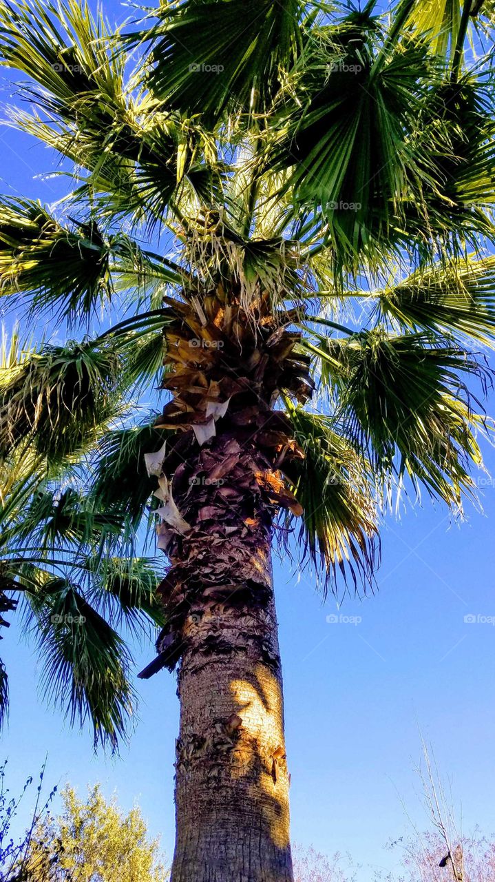 Palm tree in Dallas Texas