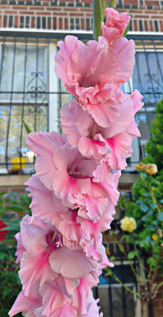 Flower, Flora, Nature, Leaf, Garden