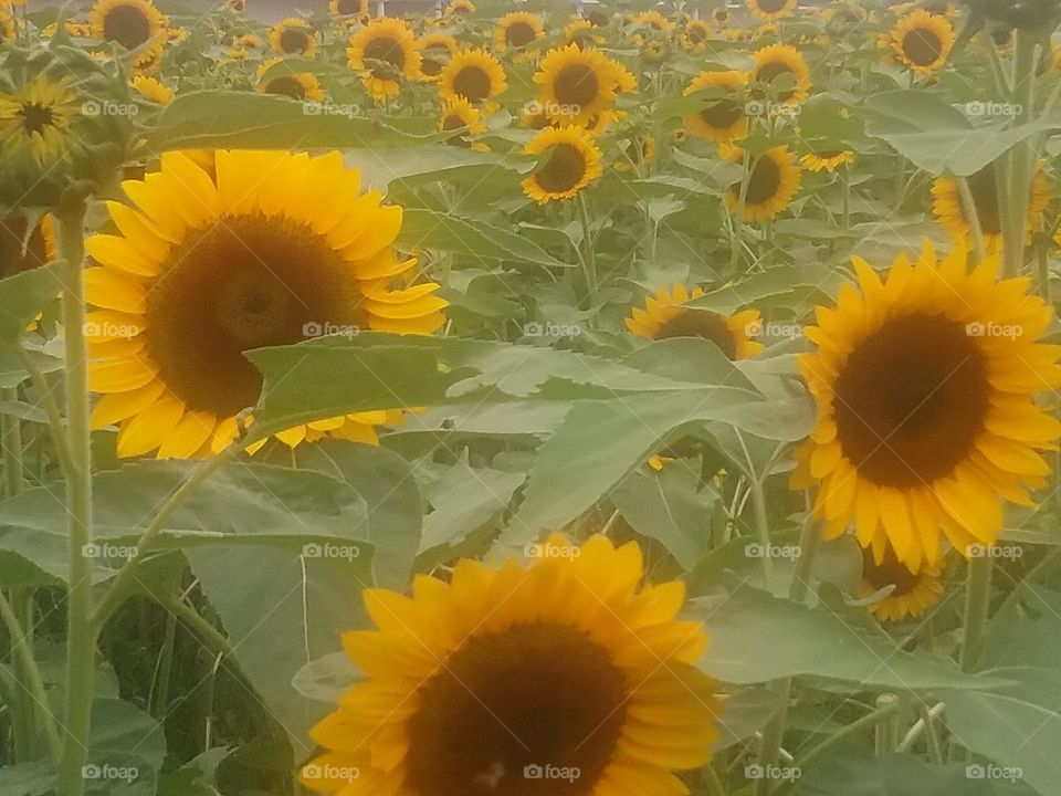 A field of beautiful sunflowers.