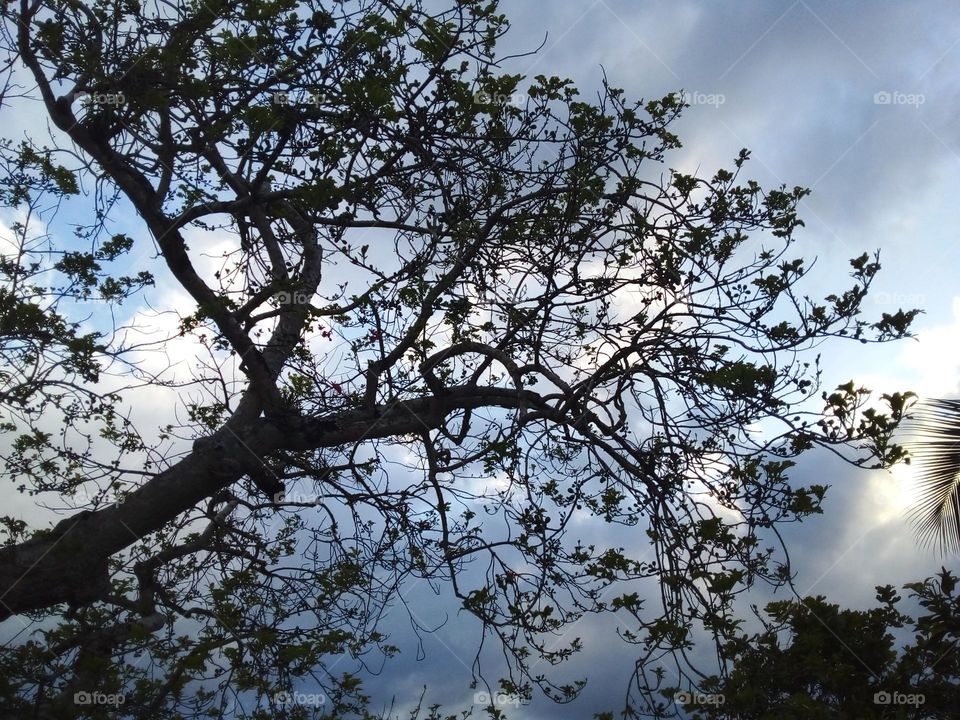 Beauty through the branches in Jamaica