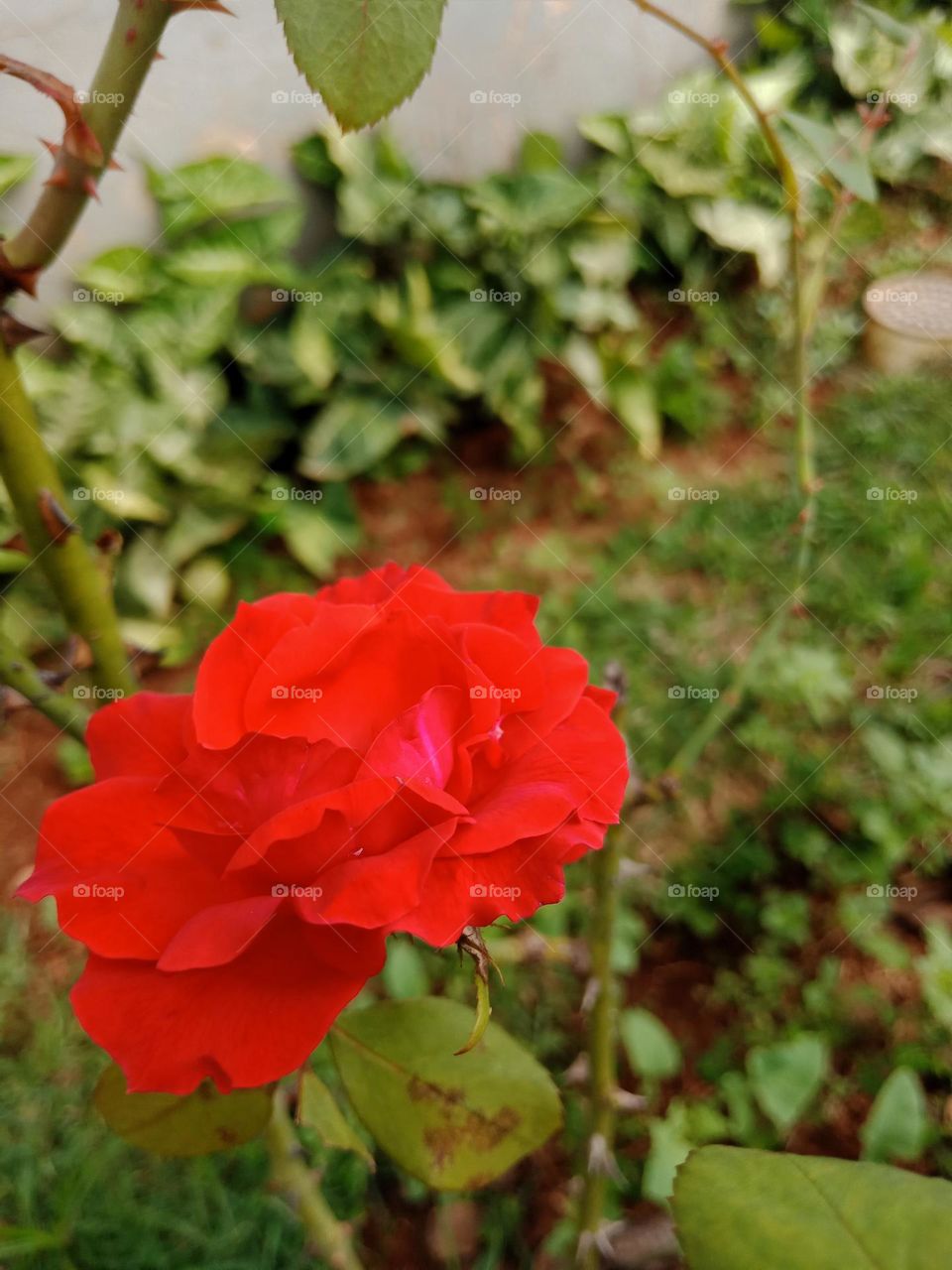 open red rose in a garden