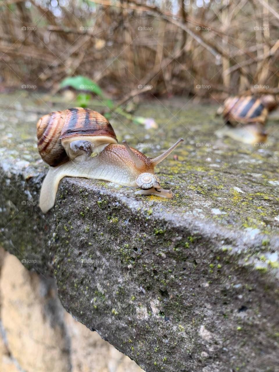 snail