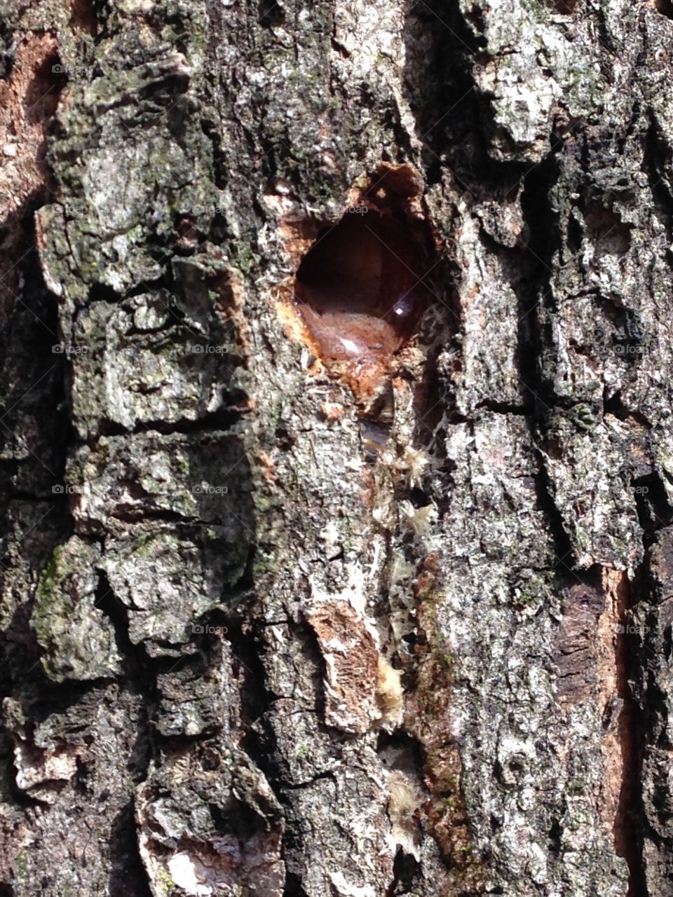 Maple tree sap flowing