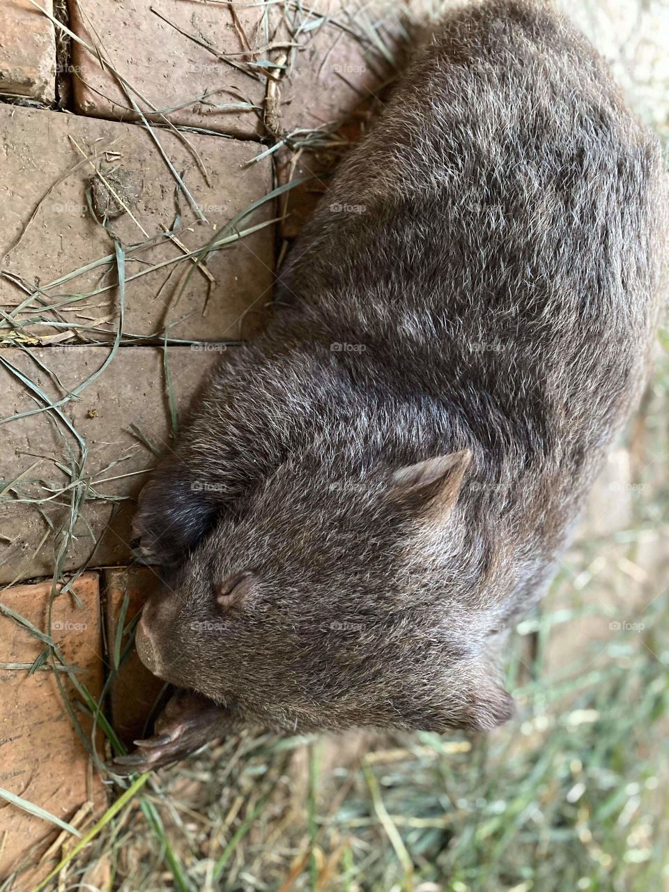 wombat