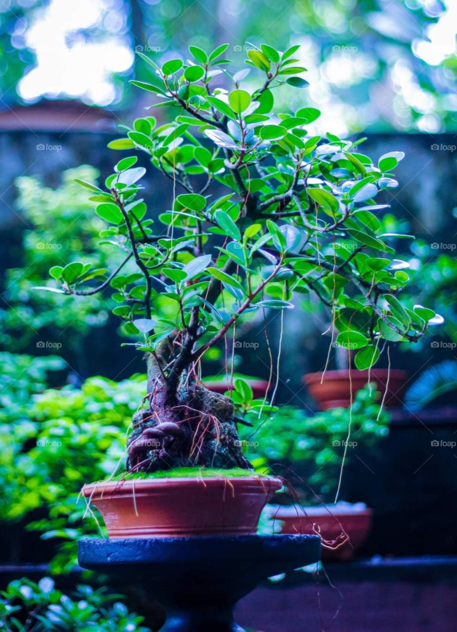 Bonsai Tree