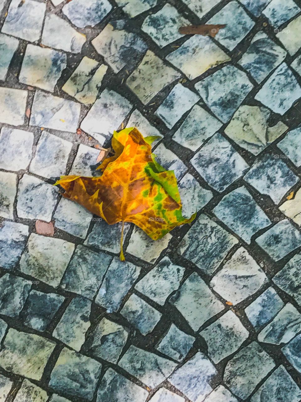 Leaf on stone walkway - In Contrast Mission
