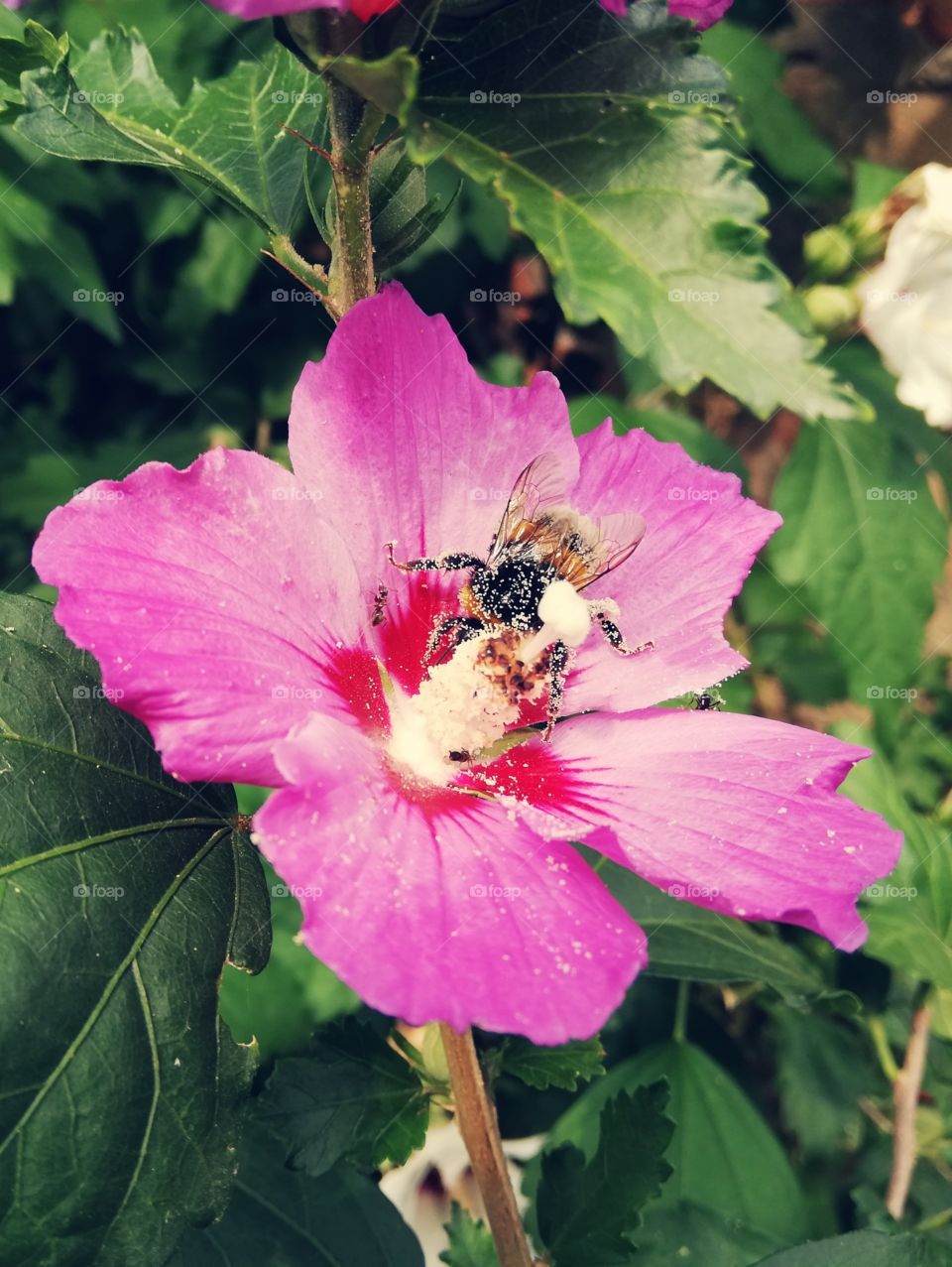 Bee is eating