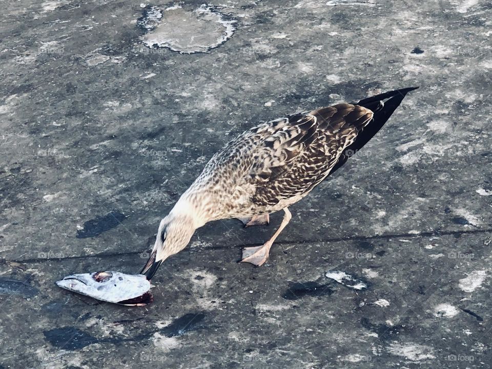 Beautiful seagull eating fishe