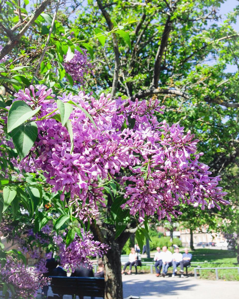 lilacs stockholm