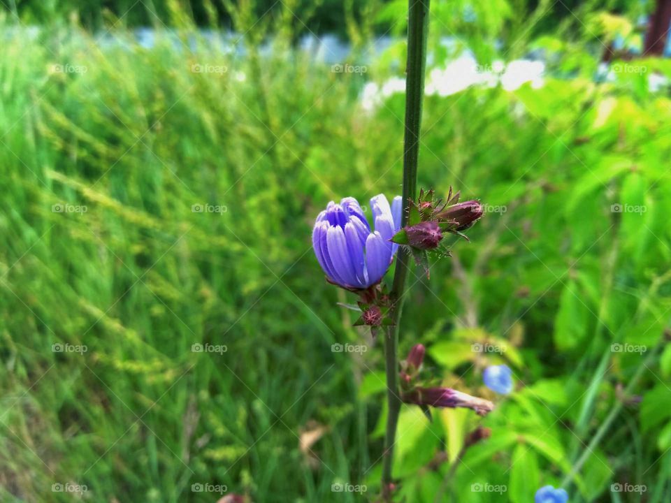 a purple flower blooms