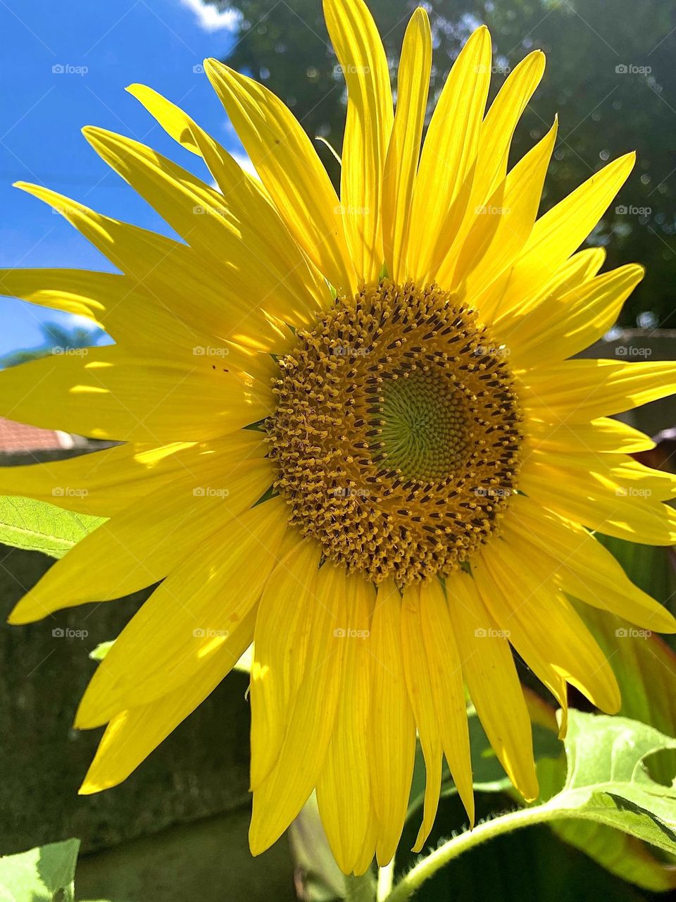 Sunflower head