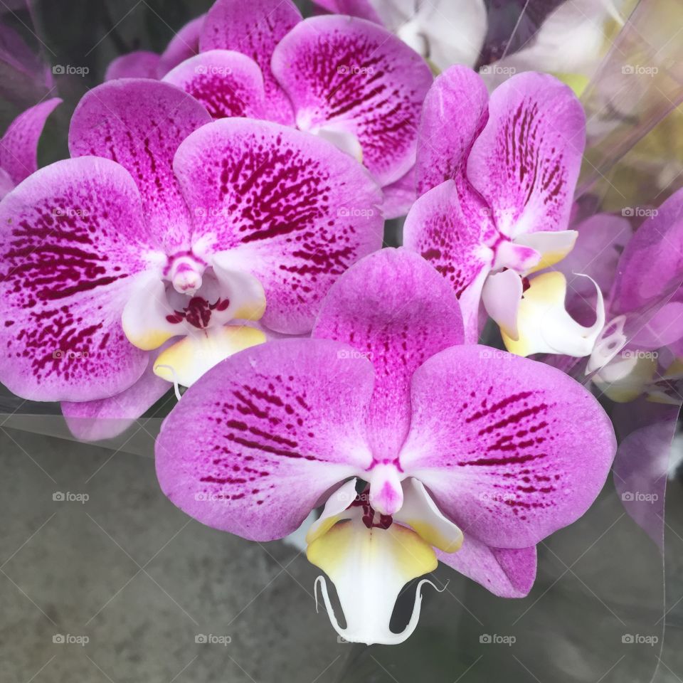 Orchid Bloom