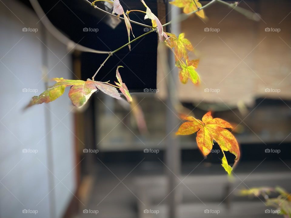 maple leaves in fall