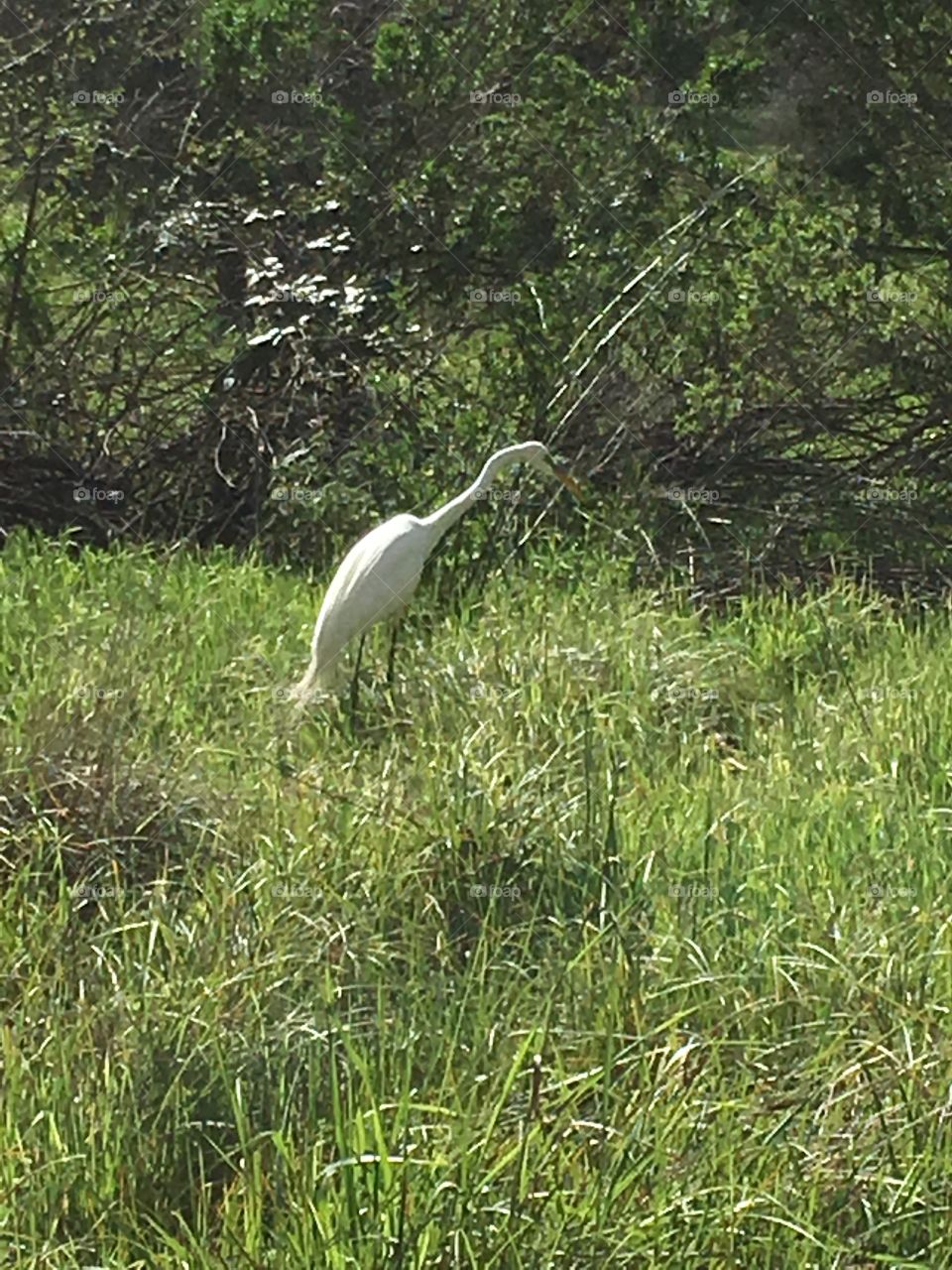 Egret at the nature center 