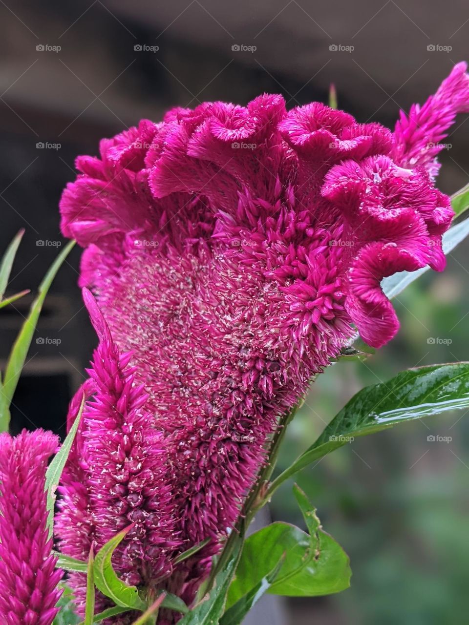 cock's comb flower