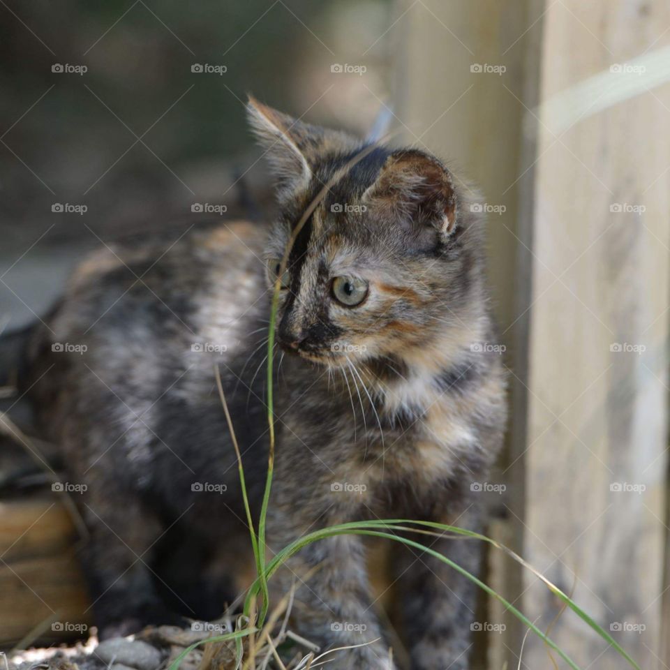 Kitten. sweet kitten