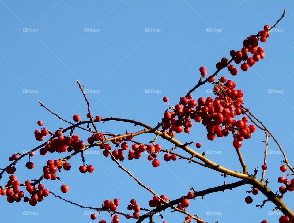 red berries on a bransh