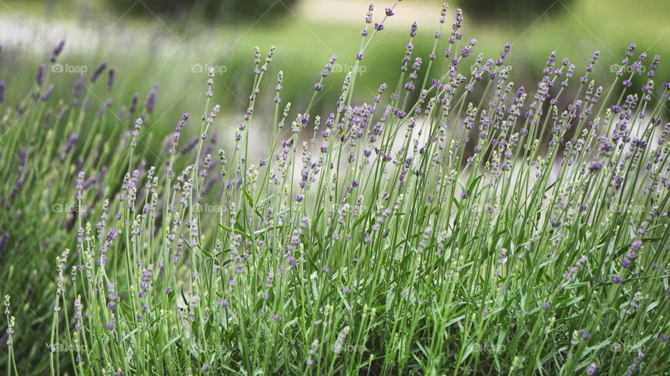 Lavender farm