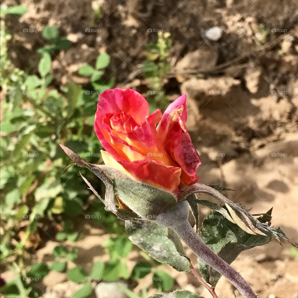 Orange Rosebud