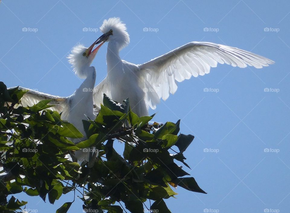 Young egrets beak to beak