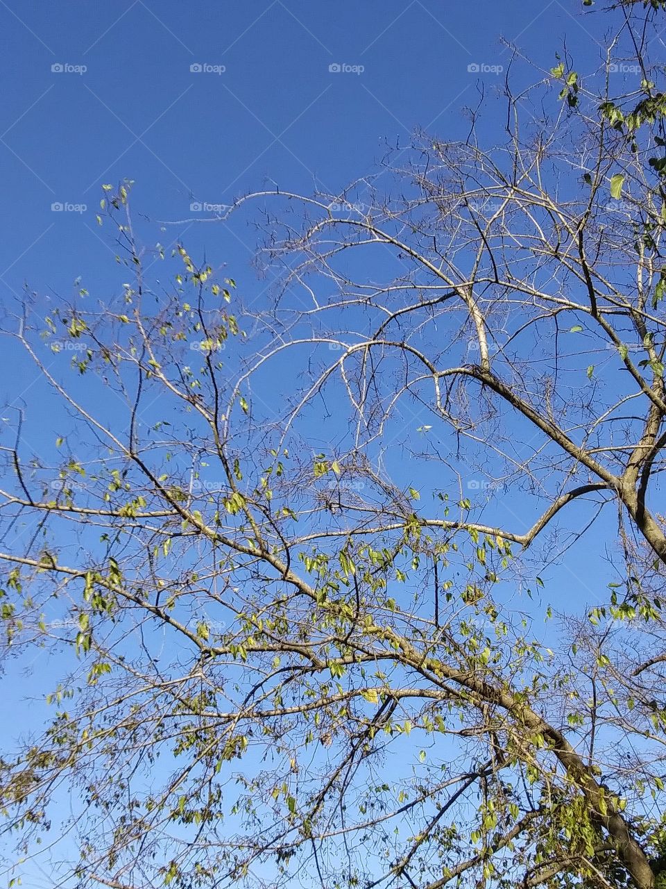 tree with almost bare branches