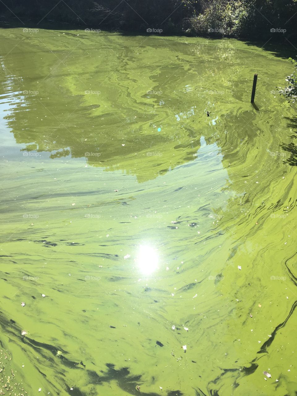 Algae on lake