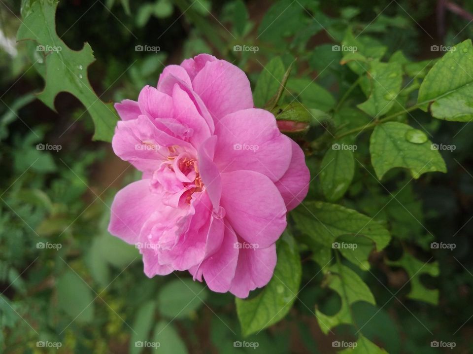 Desi rose flower pink colour small size looks very beautiful generally found everywhere