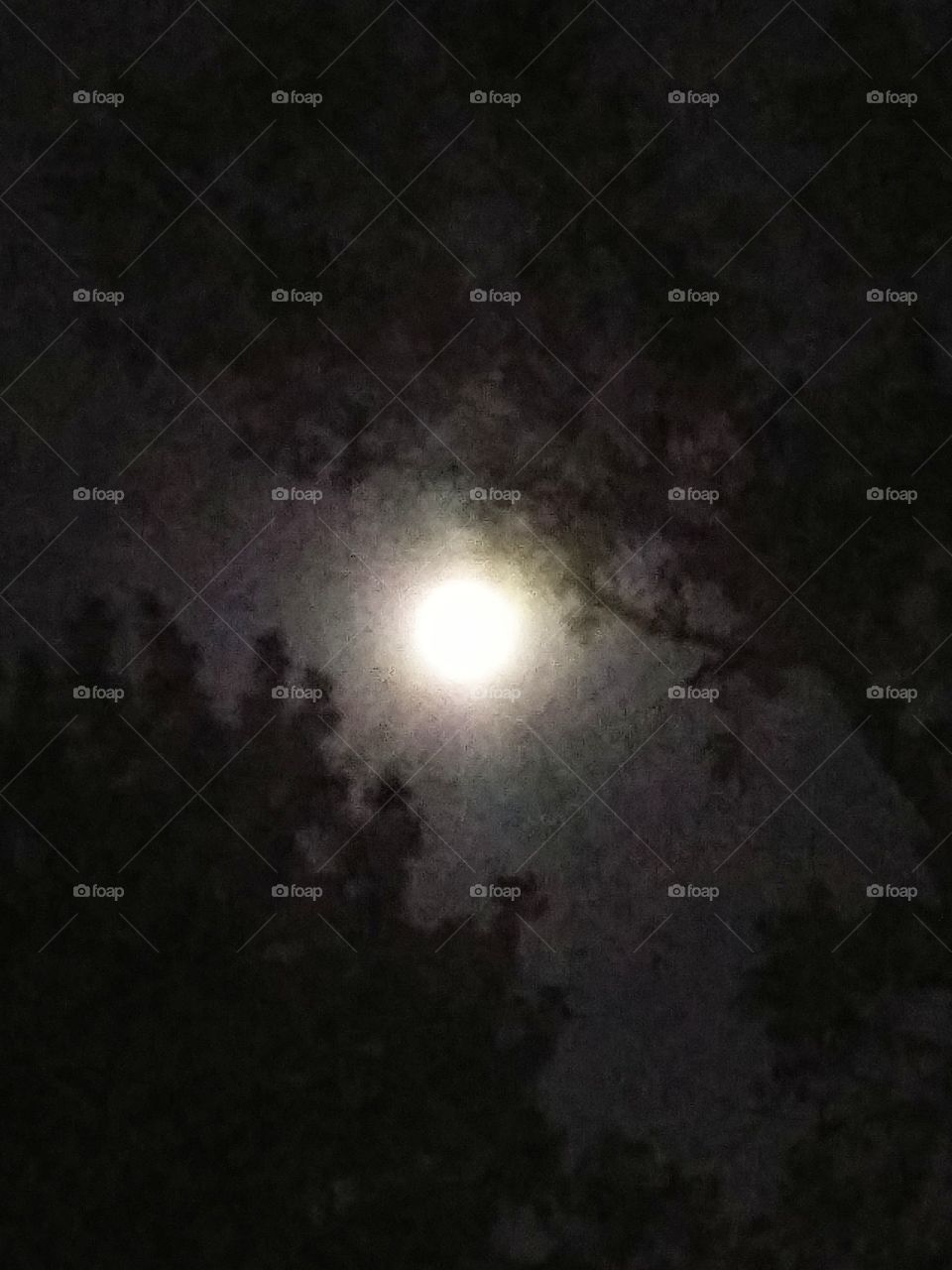 moon through the trees