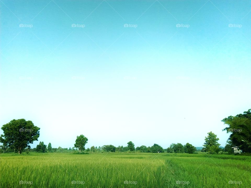 tree,sky,field rice