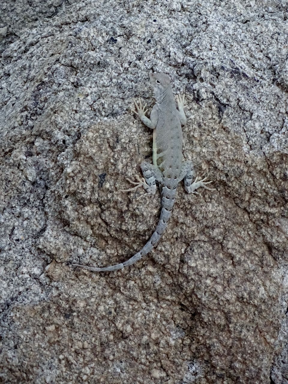 lizard in the mountain