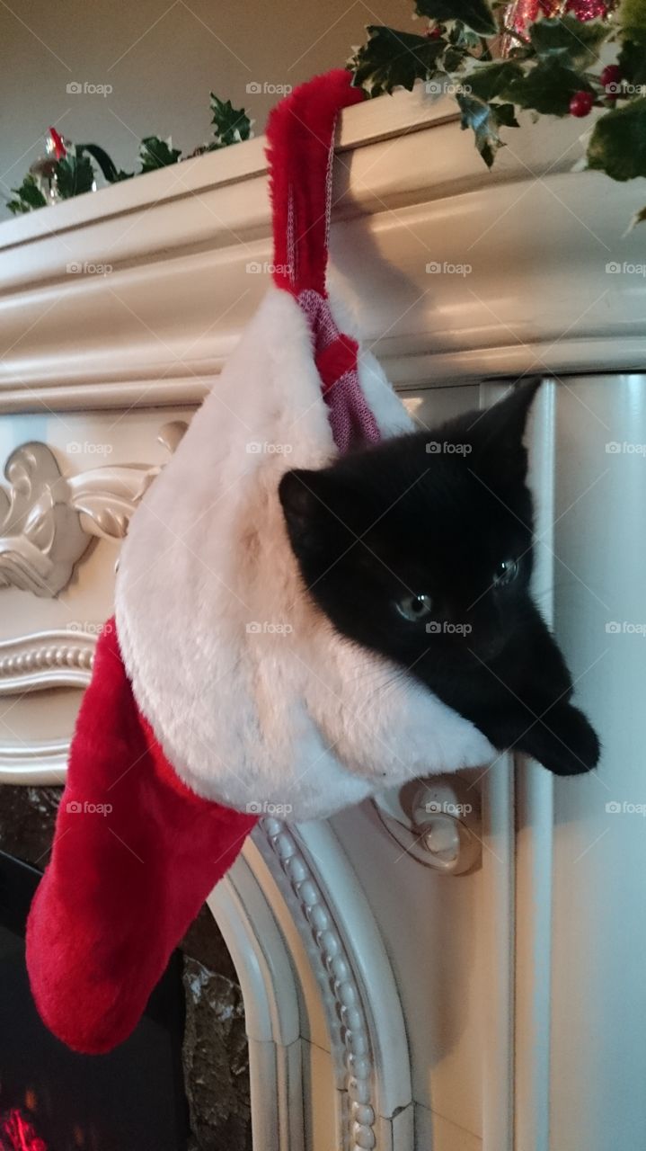 stocking cat