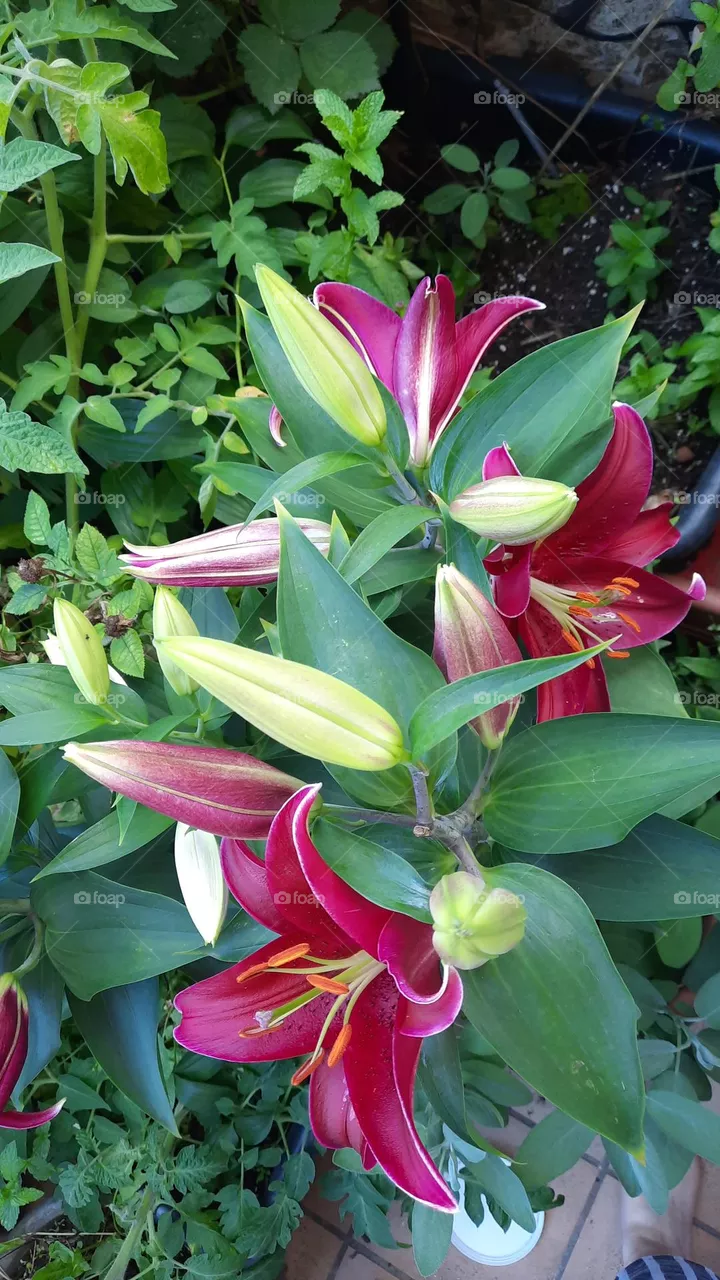Rose Lila