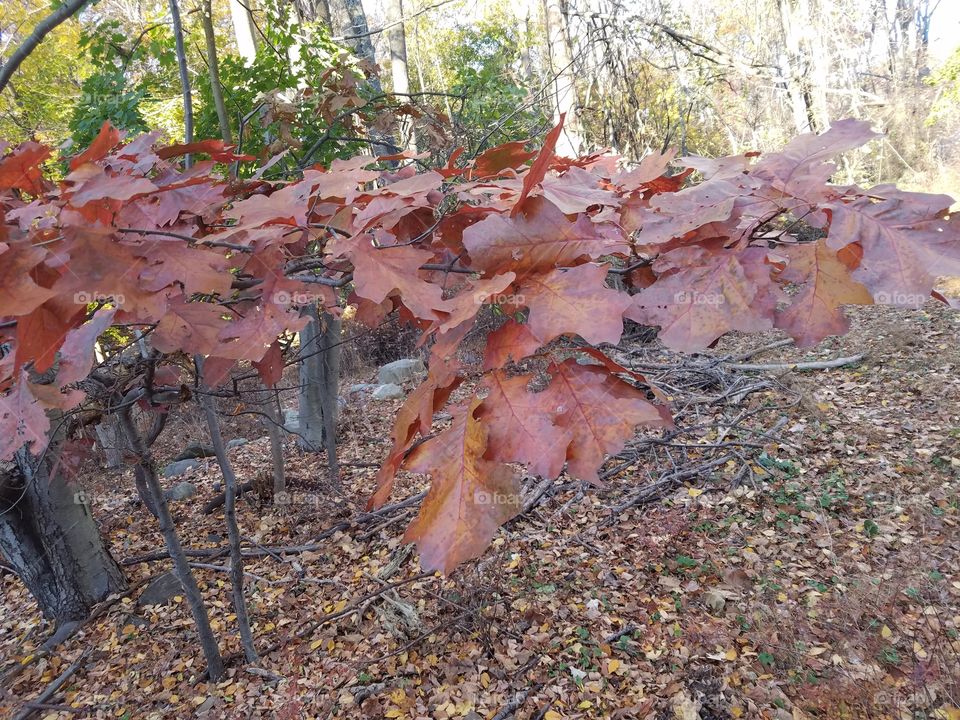 Fall branch