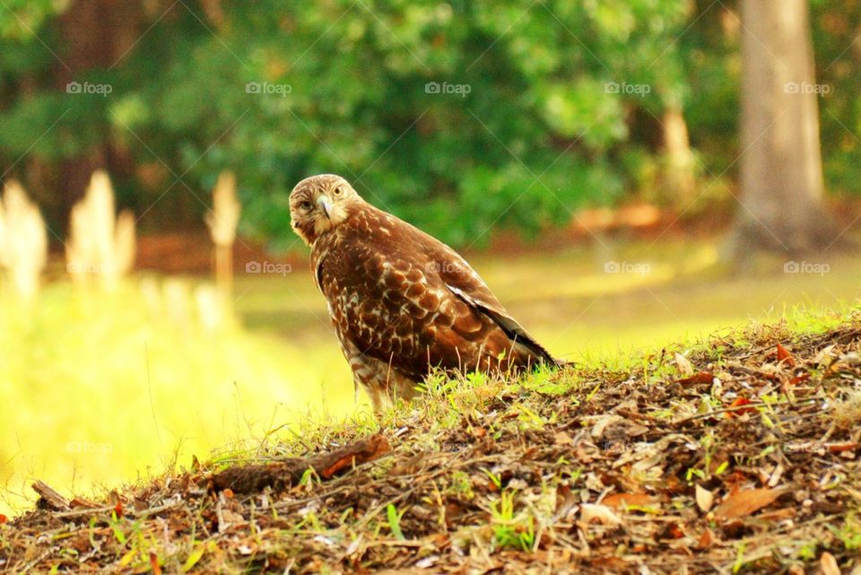 Red Tail Hawk 2